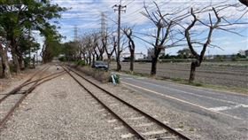 國家綠道30棵路樹慘死　遭拔樹皮、灌毒藥（圖／CTWANT）