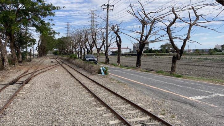 國家綠道30棵路樹慘死　遭拔樹皮、灌毒藥