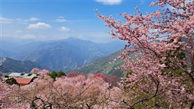 恩愛農場櫻花，圖 / 痞客邦編輯攝影。