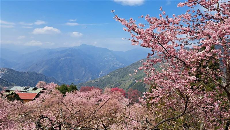 賞櫻趁現在！精選4個台灣北部賞櫻好去處
