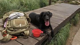 台北市「救難小英雄」Usa尋找寄養家庭中。（圖／北市消防局提供）