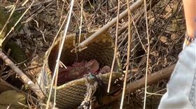 詭異巧合！南投埔里警打獵中槍命案，找到竹簍，嫌犯露餡，突破心房，范姓表哥(圖／翻攝畫面)