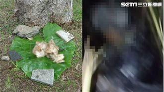 獨／寒舍前董娘廚餘餵狗　躲草叢被抓暴怒