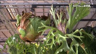 獨／值逾億鹿角蕨會師　淘綠金趨勢大轉小