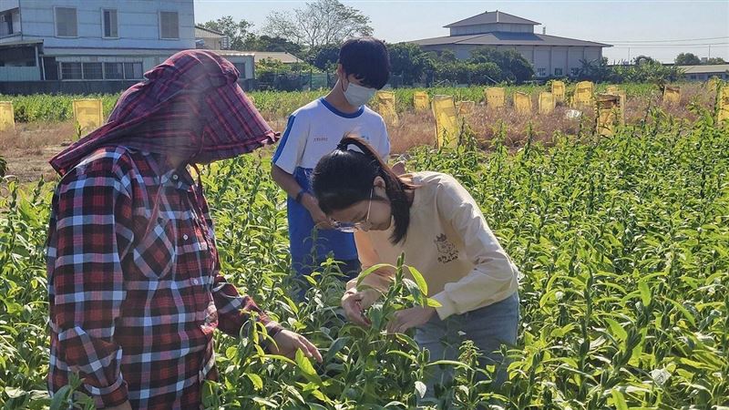 戶外教學不去樂園！芝麻田剪花、竹山採茶