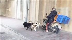 高雄,雪橇犬,苓雅分局,騎士
