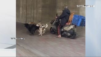 牽4狗騎車後座還載1隻　騎士最重罰4千2