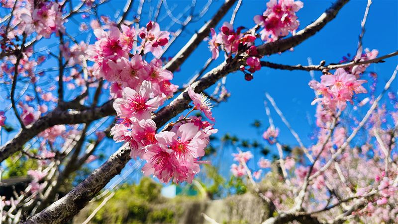 春暖花開！翁章梁邀您春遊賞花