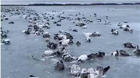 新疆最冷的地區溫度甚至低至零下52.3度，導致湖裡成群的水鳥瞬間被凍死，冰封在湖面上。（圖／X）