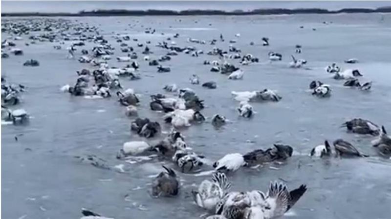 新疆零下52.3度「遍地鳥屍」　冰封畫面曝