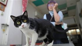 桃園市,中聖里,流浪貓,浪浪,貓咪,里長,崔美瑛,毛小孩,彩繪變電箱