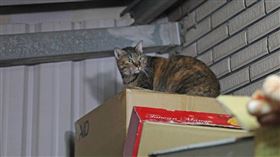 桃園市,中聖里,里長,崔美瑛,流浪貓,浪浪,近親繁殖,TNR