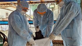 台南佳里某土雞場確診禽流感  全面撲殺台南市佳里區一處土雞場確診感染H5N1亞型高病原性禽流感，台南市動物防疫保護處24日派員前往撲殺全場逾1萬2000隻土雞。（台南市政府提供）中央社記者張榮祥台南傳真  113年2月24日