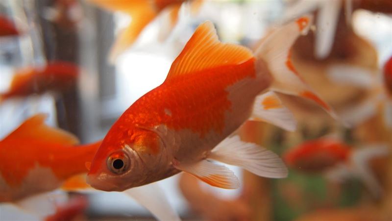 魔術師「口吐活金魚」　名主持人尖叫