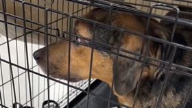 牧牛犬倫納德發現唯獨自己沒找到家，眼眶泛淚。（圖／翻攝自TikTok／dog_momdsm）