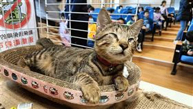 全盲貓咪「烏龍茶」當起推展生命教育貓助教全盲貓咪「烏龍茶」2023年被新北市新店小城社區認養後得到許多人關懷，由於個性溫和親人，也成為社區志工到各小學推展生命教育的「貓助教」。（郭仁澤提供）中央社記者王鴻國傳真  113年2月20日