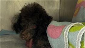 新北,土城,連鎖,寵物精品,寵物狗,下巴,脫臼,斷裂,落下頦,