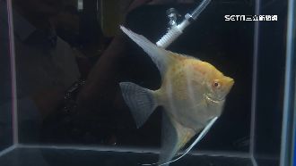 冠軍神仙魚得主3連霸「係金ㄟ」喊價16萬