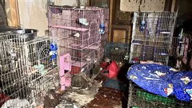 桃園,動保處,流浪貓,流浪狗,餓死,租屋