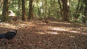 紅外線自動相機捕捉到藍腹鷴跳求偶舞林業及自然保育署台中分署近期以紅外線自動相機捕捉到珍貴稀有保育類野生動物藍腹鷴大跳求偶舞，令人驚喜。（林業及自然保育署台中分署提供）中央社記者趙麗妍傳真  113年2月27日