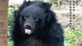 黑熊 「小熊」https://www.facebook.com/photo/?fbid=792768509547424&set=a.627838662707077