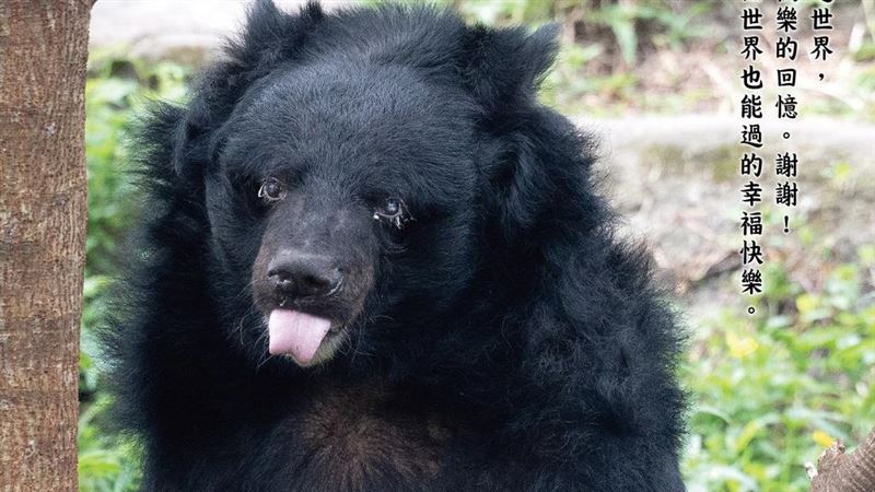 北市動物園34歲黑熊爺爺「小熊」辭世
