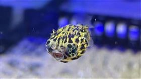 海科館繁殖六斑二齒魨飼育在國立海洋科技博物館潮境智能海洋館的「六斑二齒魨」，於民國113年初產卵，在館方照料下，從孵化到幼仔稚魚成長至2個月，難得一見的可愛模樣，民眾有機會在智能海洋館看到。圖為六斑二齒魨寶寶。（國立海洋科技博物館提供）中央社記者王朝鈺傳真 113年2月28日