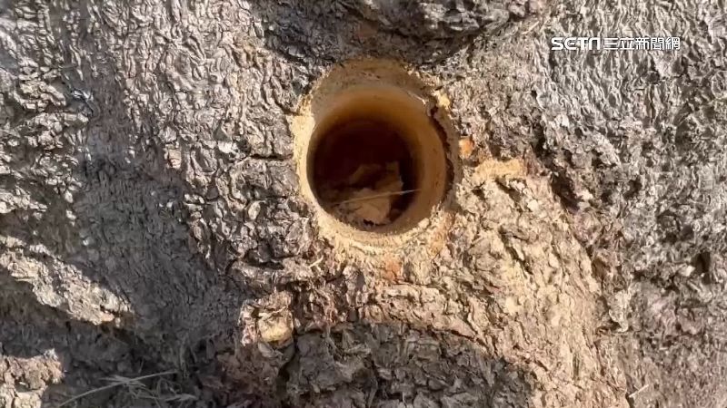 不滿落葉影響油漆工程　竟僱人毒害行道樹