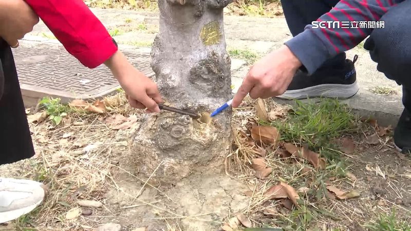 彰化又現毒樹案！4棵水黃皮樹遭鑽3cm圓孔
