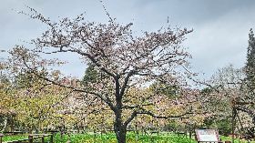 阿里山花季將登場