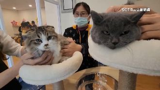 中籤率萬分之6　品種萌貓認養抽籤出爐