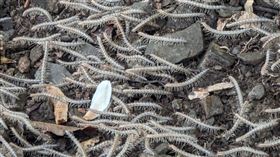 馬陸https://www.facebook.com/photo/?fbid=7479235362121638&set=pcb.3747702595498777