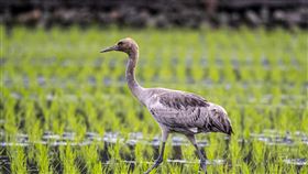 灰鶴現身宜蘭三星  大批鳥友爭相拍照宜蘭縣三星鄉近日出現一隻二級保育類動物灰鶴，吸引大批鳥友前往捕捉珍貴畫面。（賴姓鳥友提供）中央社記者沈如峰宜蘭縣傳真 113年2月29日