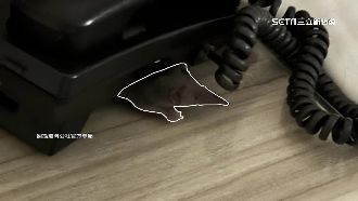 睡夢驚見鼠！民眾PO文網歪樓祝恭喜發財