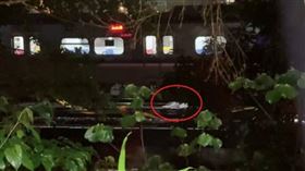 ▲簡姓男子逃逸後遭區間車撞擊亡。（圖／翻攝自記者爆料網）