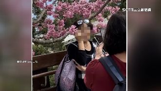 一動就掉！女捧櫻花球拍照　遊客批沒公德