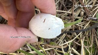 浪浪圍攻！草鴞親鳥目睹「雛鳥蛋被咬破」