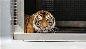 圖／動物園提供,馬來虎
