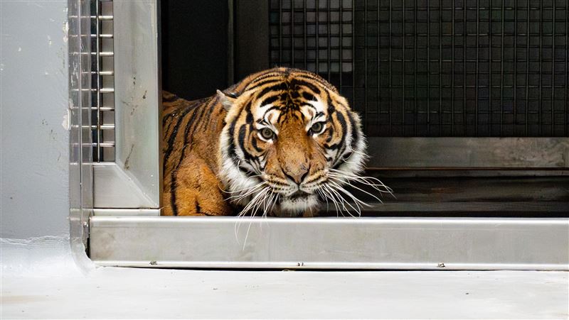 從法國來！動物園喜迎馬來虎　見客時間曝