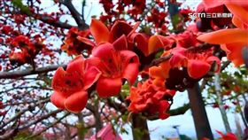 暖冬影響！「最美木棉花道」盛開現賞花人潮