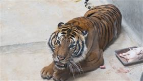 經過長途跋涉的法國女嬌客─馬來虎，將先在檢疫中心生活1個月，預計最快要四月通過檢疫後才會和大家見面。（圖／市立動物園提供）