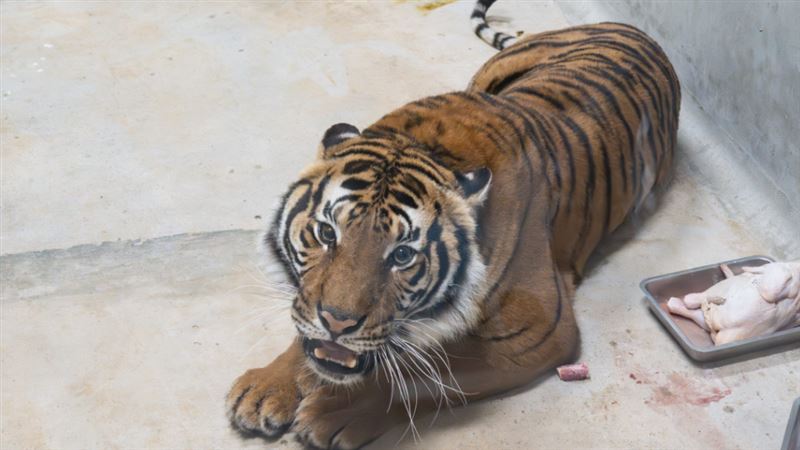 法國2馬來虎抵台　「最快見面時間」出爐
