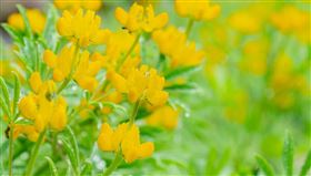 桃園魯冰花季唯美盛開　體驗陶藝與窯燒手作(圖/桃園電子報)