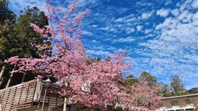 阿里山櫻花,阿里山櫻花季疏運措施。（圖／公路局提供）