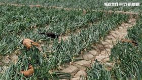 屏東,車城,流浪狗,浪浪,幼犬,毒狗,雞爪