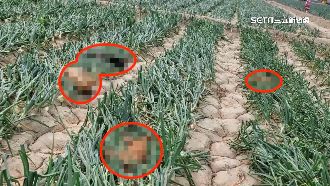 疑出現毒餌誘浪犬　民眾：最近類似案件多