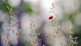 春天.昆蟲(翻攝自 Pixabay)