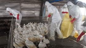 種鴨,禽流感,五結鄉,宜蘭,宜蘭縣動植物防疫所,H5N1,撲殺（圖／翻攝畫面）