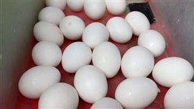 雞蛋(翻攝畫面)