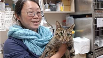 猴硐虎斑貓肚子破大洞　新北動保處急救援